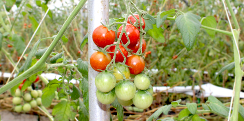 松下農園トマト