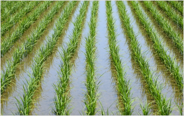 米作りの水管理を、IoTを使ってセンシング＆自動化